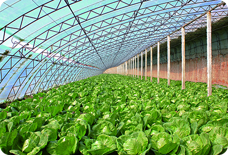 Agriculture, Forestry & Animal Husbandry